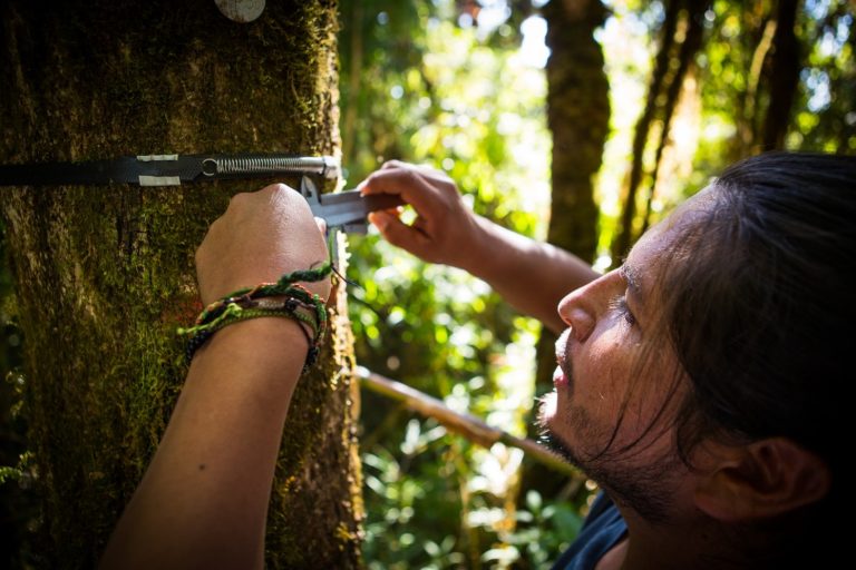 willam farfan climbing a tree (picture)